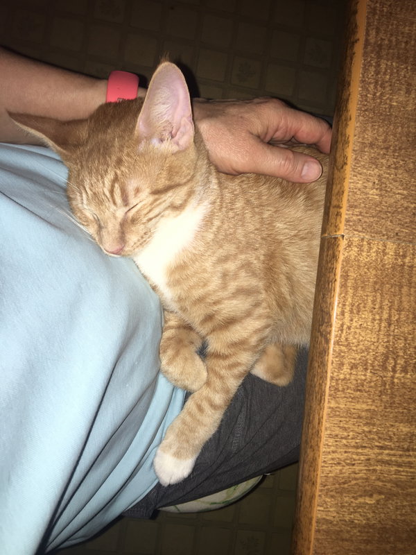 Creamsicle