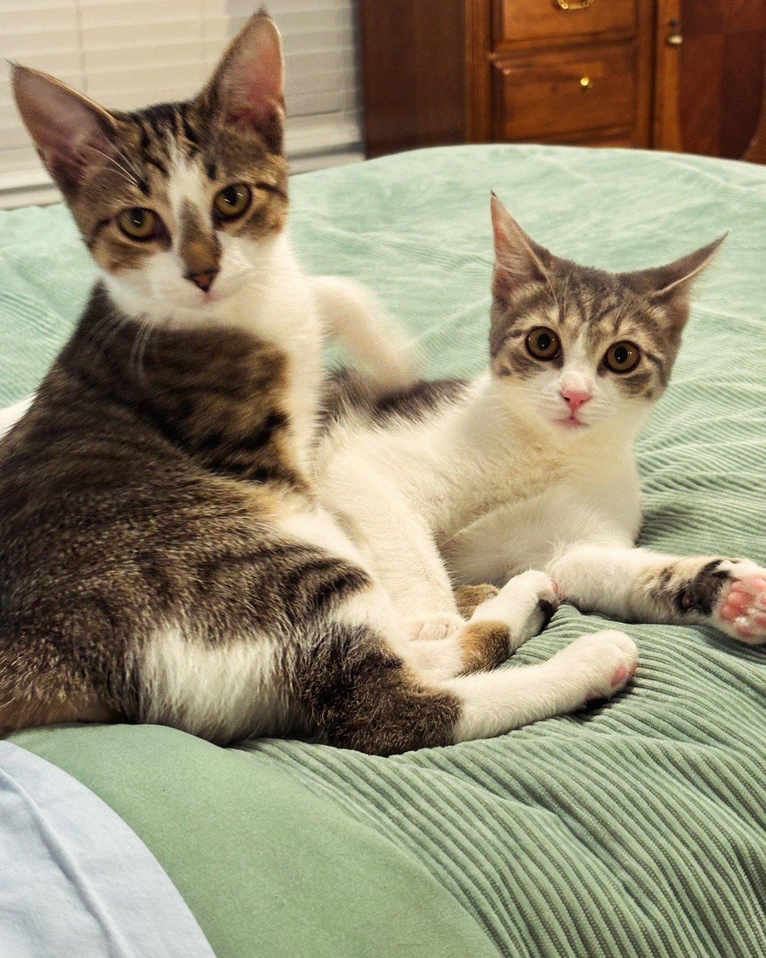 Shadow and Smudge