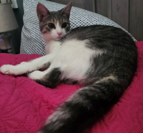 Shadow and Smudge, an adoptable Domestic Short Hair in Knoxville, TN