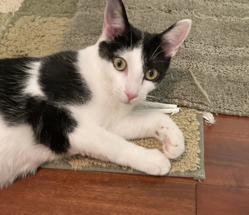 Bonny, an adoptable Domestic Short Hair in Knoxville, TN