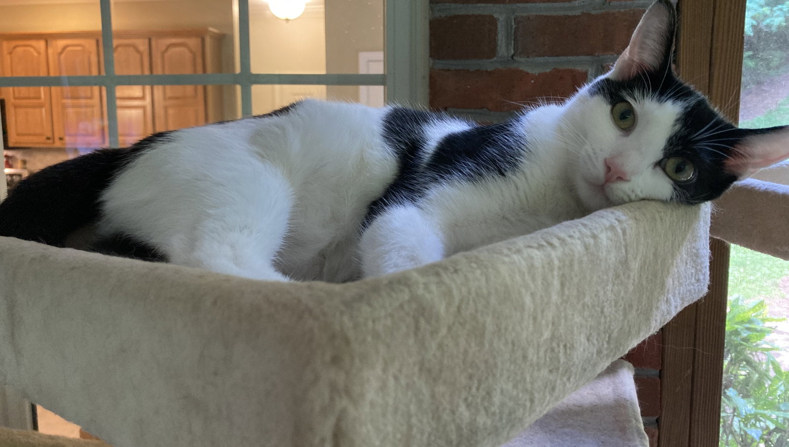 Bonny, Domestic Short Hair