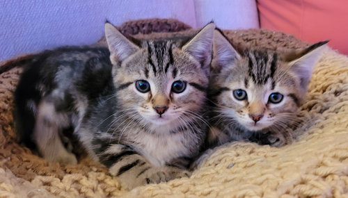 picture of the cat needing adoption