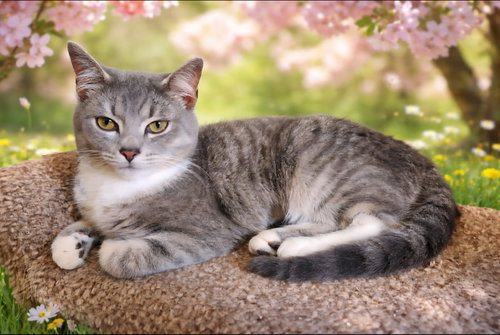 picture of the cat needing adoption