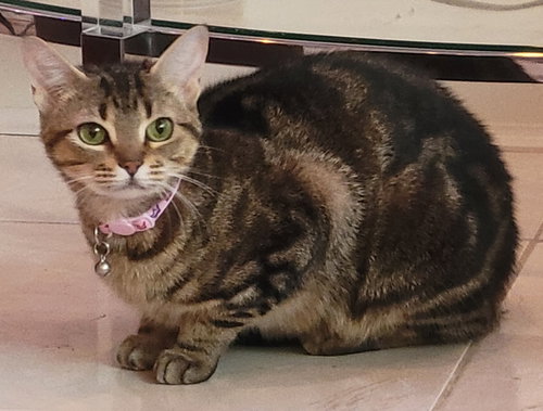 Cleo, an adoptable Domestic Short Hair in Knoxville, TN