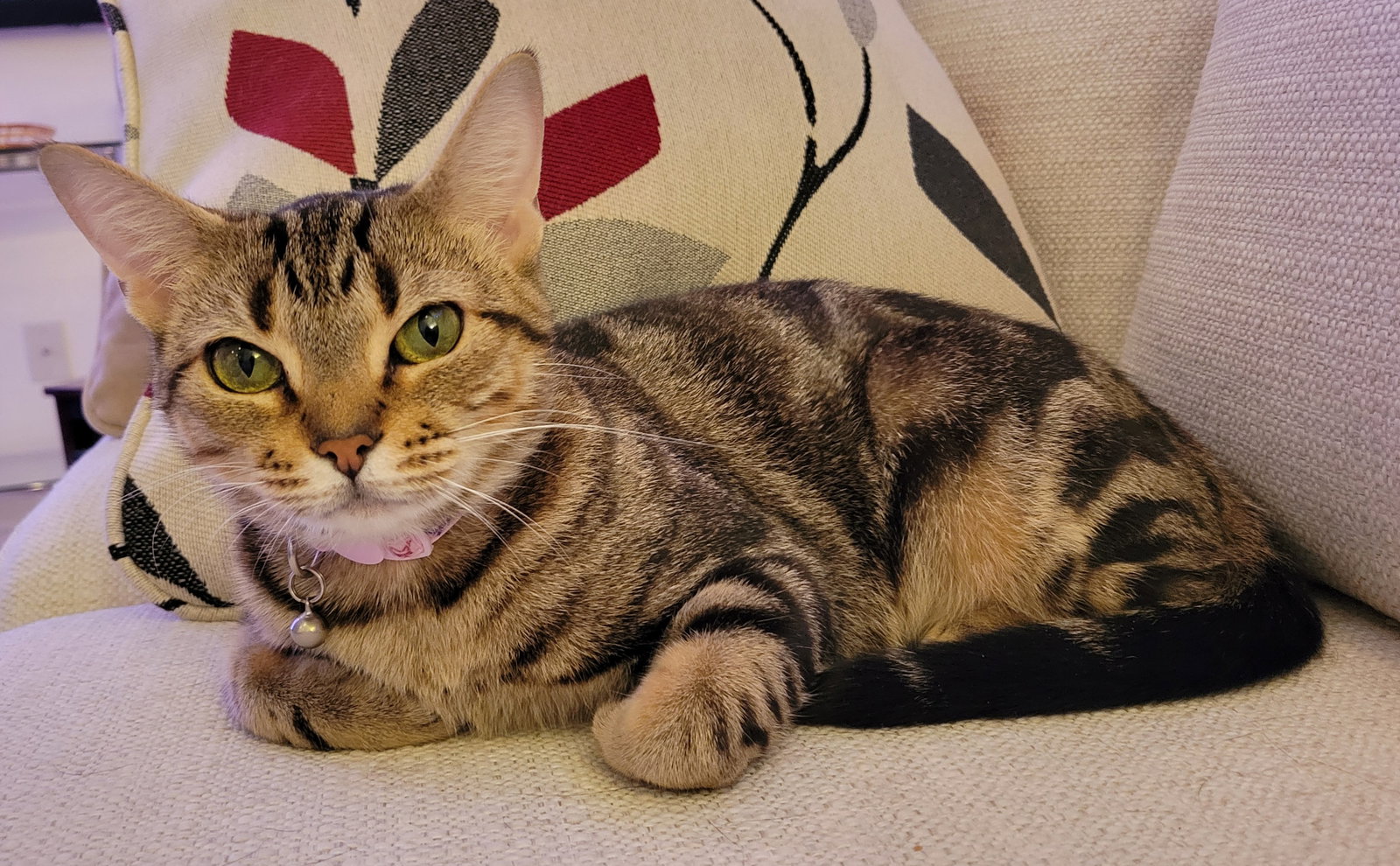 Cleo