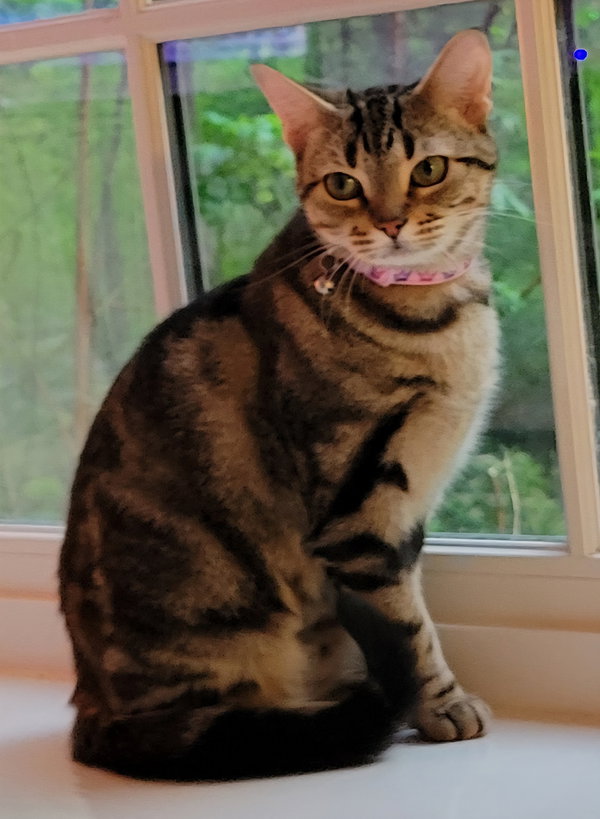 Cleo