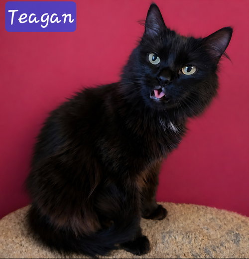 Teagan, an adoptable Domestic Long Hair in Knoxville, TN