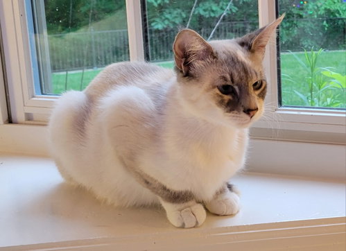 Derpy, an adoptable Siamese in Knoxville, TN
