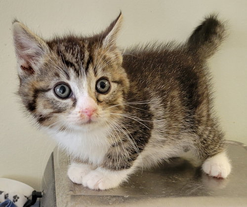 Shelton, an adoptable Domestic Short Hair in Knoxville, TN
