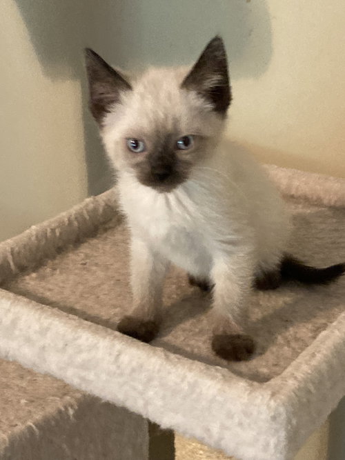Triscuit and Ritz, an adoptable Siamese in Knoxville, TN