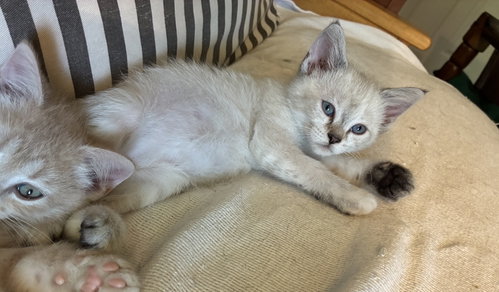 Ritz and Triscuit, an adoptable Siamese in Knoxville, TN