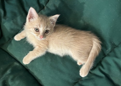 Niblet, an adoptable Domestic Short Hair in Knoxville, TN