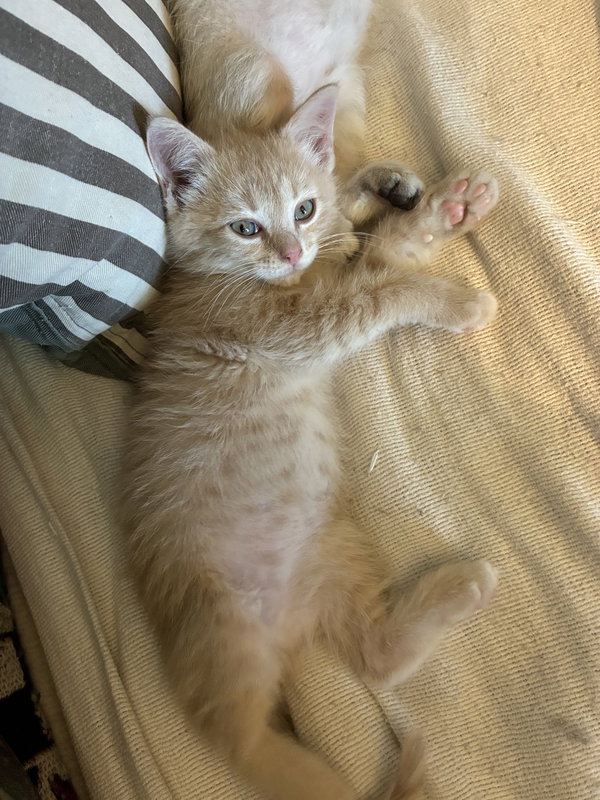 Niblet