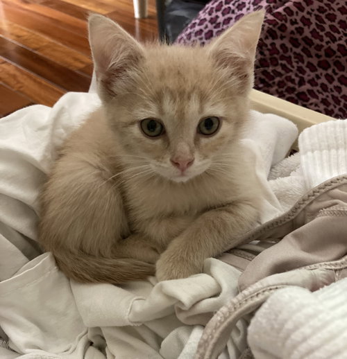 Niblet, an adoptable Domestic Short Hair in Knoxville, TN