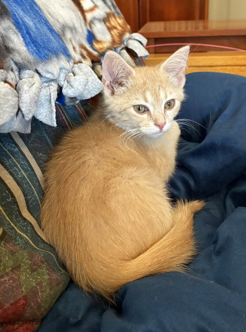 Niblet, Baby Domestic Short Hair (short coat), cat for adoption in Knoxville, Tennessee