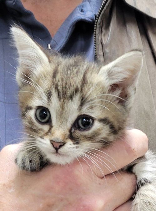 Lego, an adoptable Domestic Short Hair in Knoxville, TN
