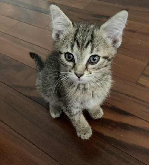 Lego, an adoptable Domestic Short Hair in Knoxville, TN