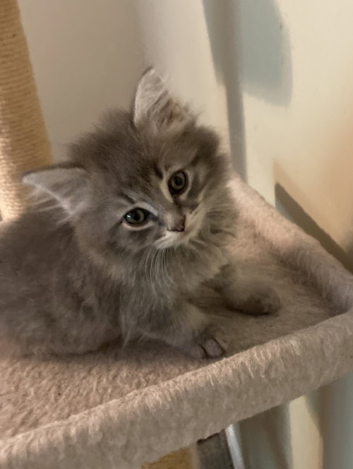 Grady, an adoptable Domestic Long Hair in Knoxville, TN