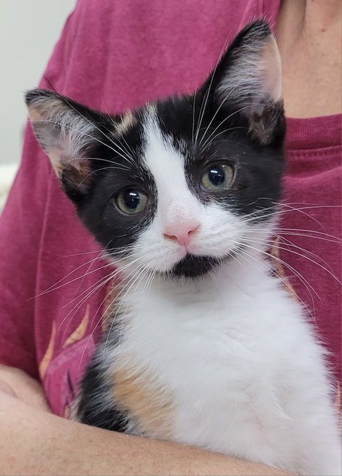 Sabrina