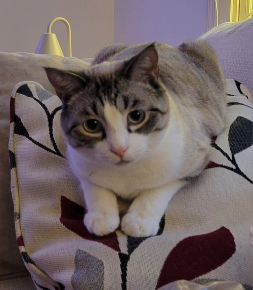 Blue, Adult Siamese / Snowshoe (short coat), cat for adoption in Knoxville, Tennessee