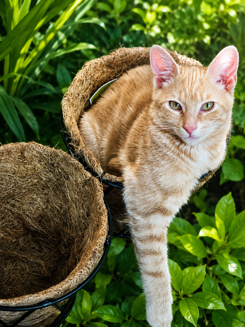Roomba, an adoptable Domestic Short Hair in Knoxville, TN