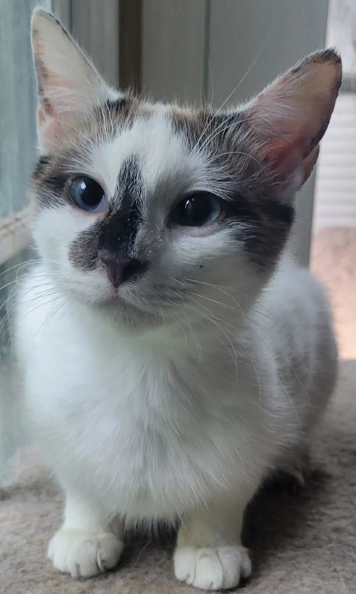 Manicotti - Siamese