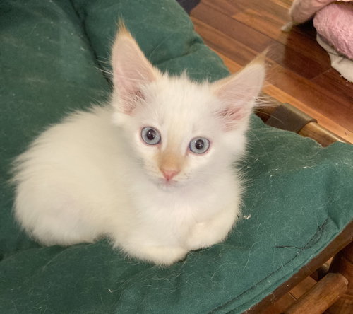 Mirabel and Rumor, an adoptable Siamese in Knoxville, TN