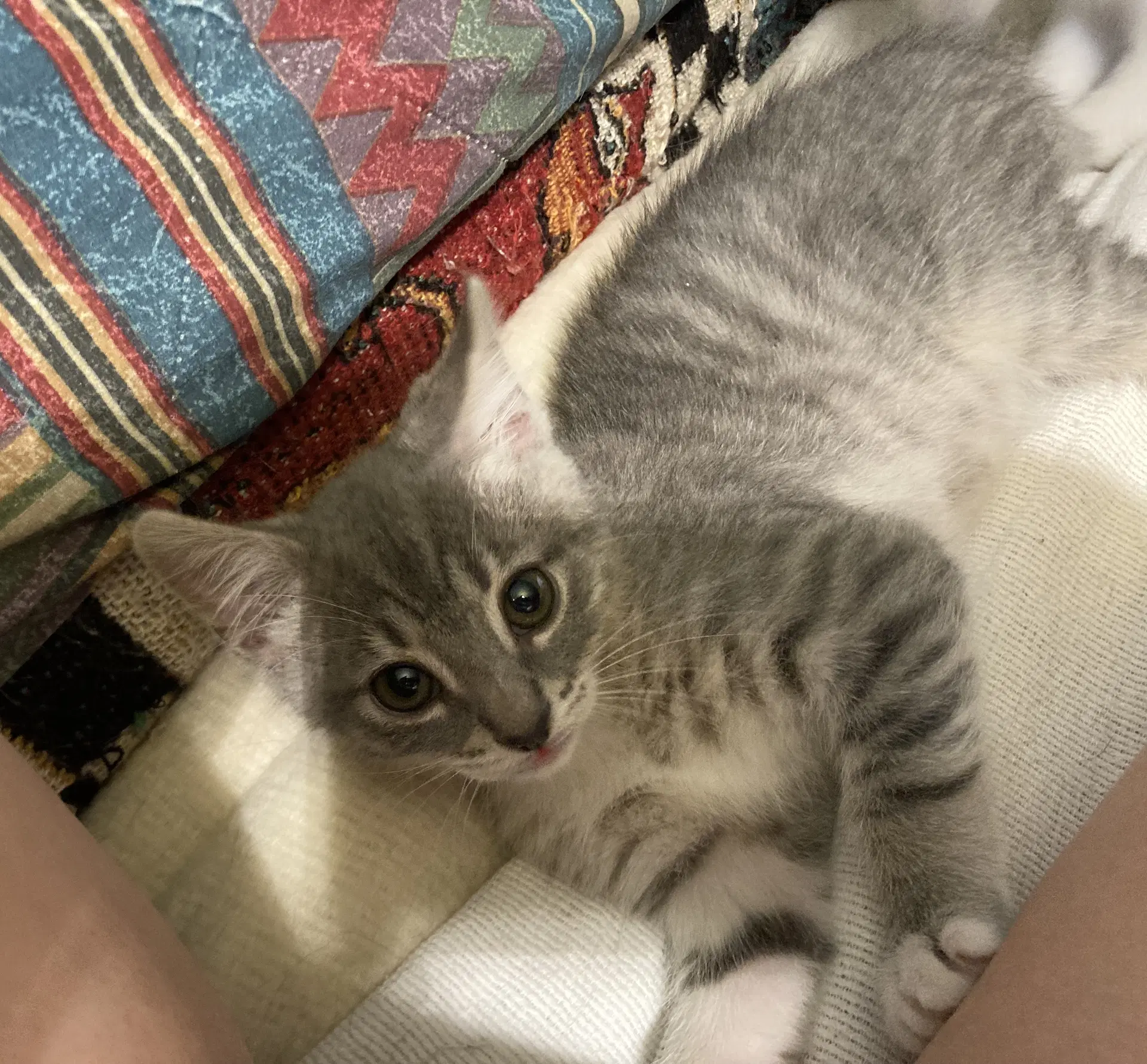 Chili - Domestic Short Hair