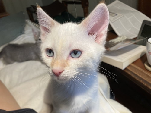Rumor and Mirabel, an adoptable Siamese in Knoxville, TN