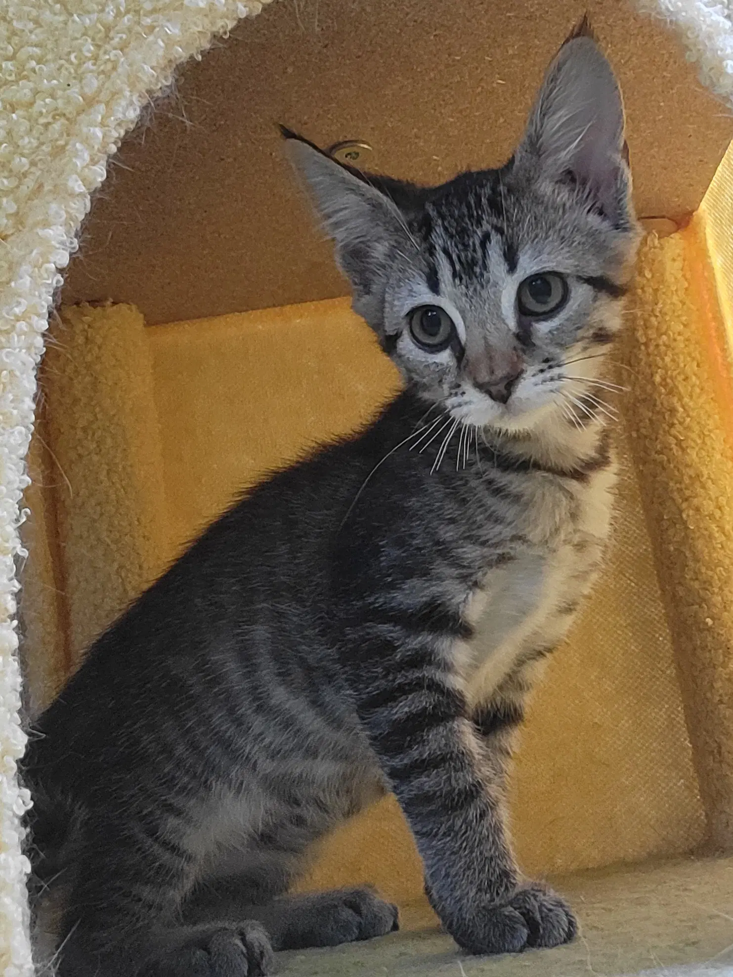 Gibson - Domestic Short Hair