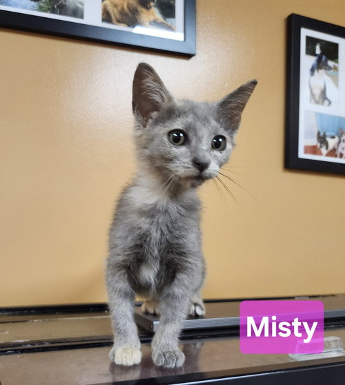 Misty photo 2
