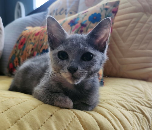 Photo 4 of Misty