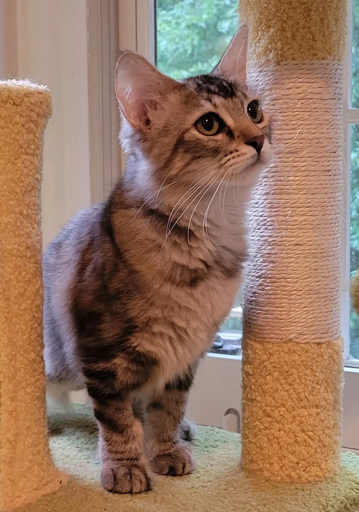 Jazzy - gray tabby