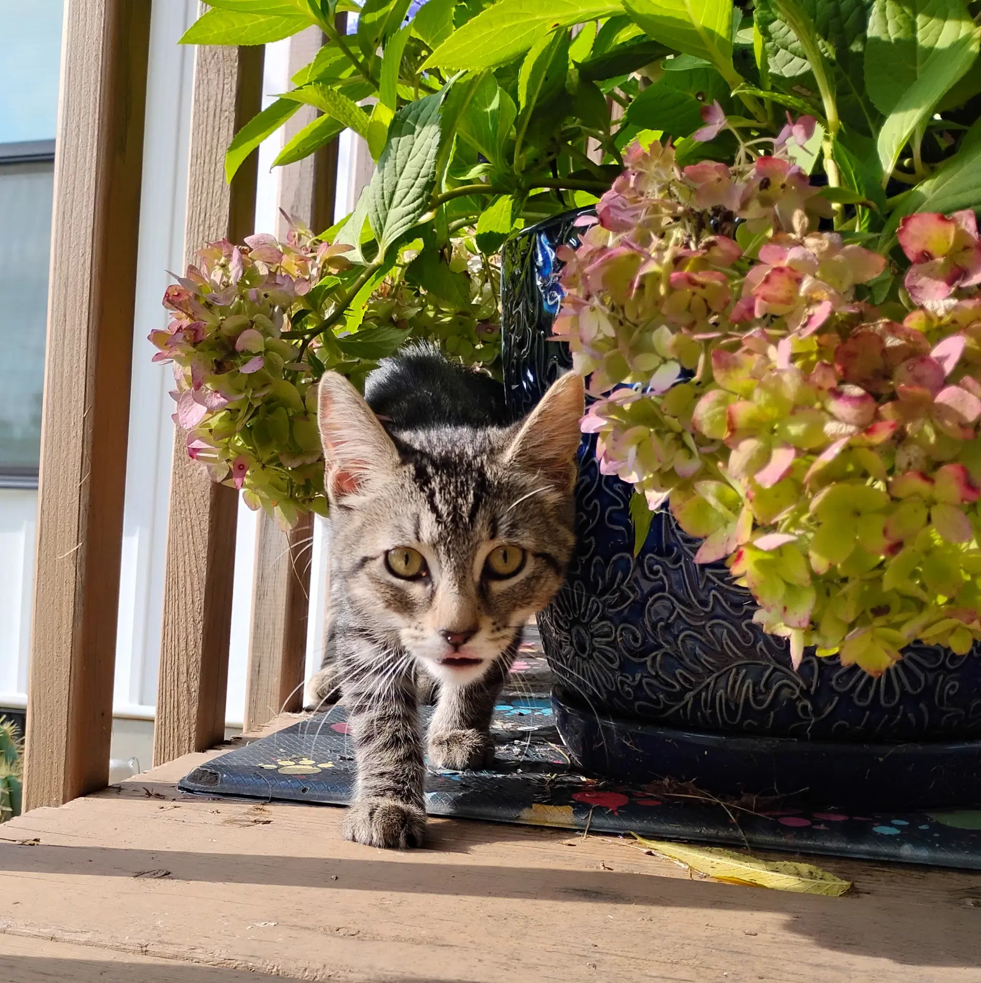 Ricki And Bobbi - Gray Tabby