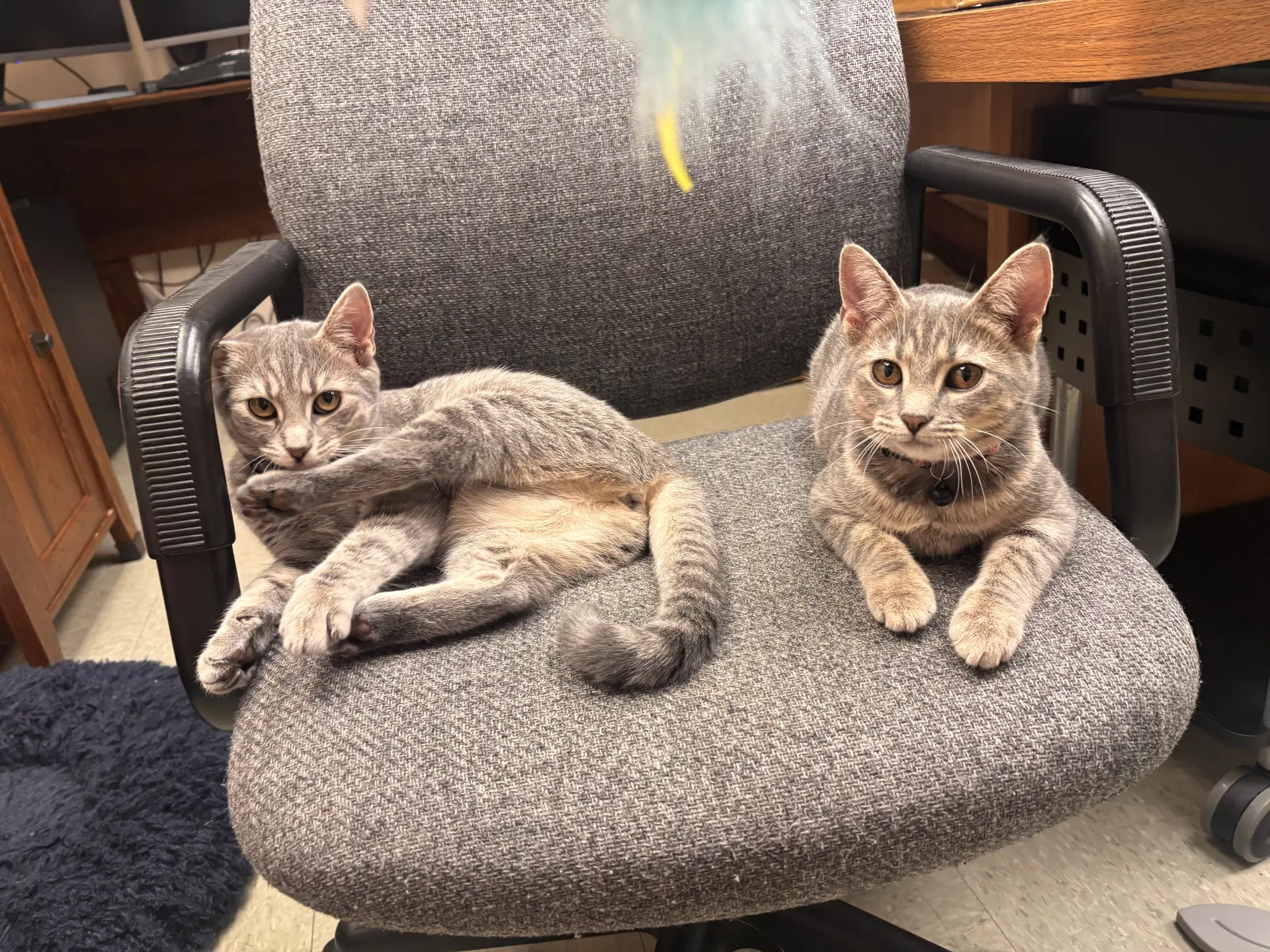 Tina And Louise - Domestic Short Hair