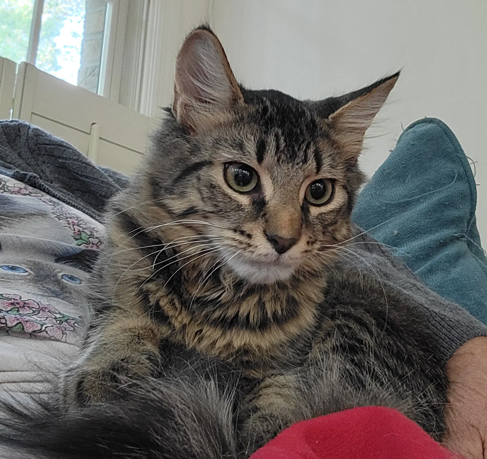 Gnocchi - Domestic Long Hair
