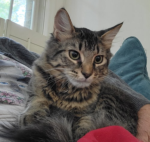 picture of the cat needing adoption
