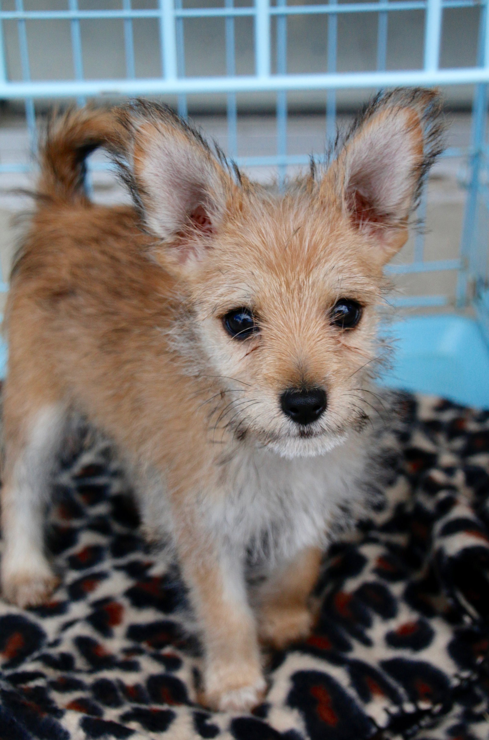 Dog for Adoption Celine, a Terrier in Seagoville, TX Alpha Paw