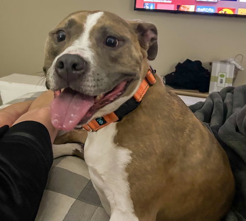 BAILEY - Pit Bull Terrier available for adoption