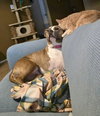 Bailey - Photo 5