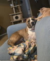 Bailey - Photo 4