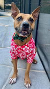 adoptable Dog in  named Santa