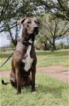 adoptable Dog in mesquite, TX named Maggie