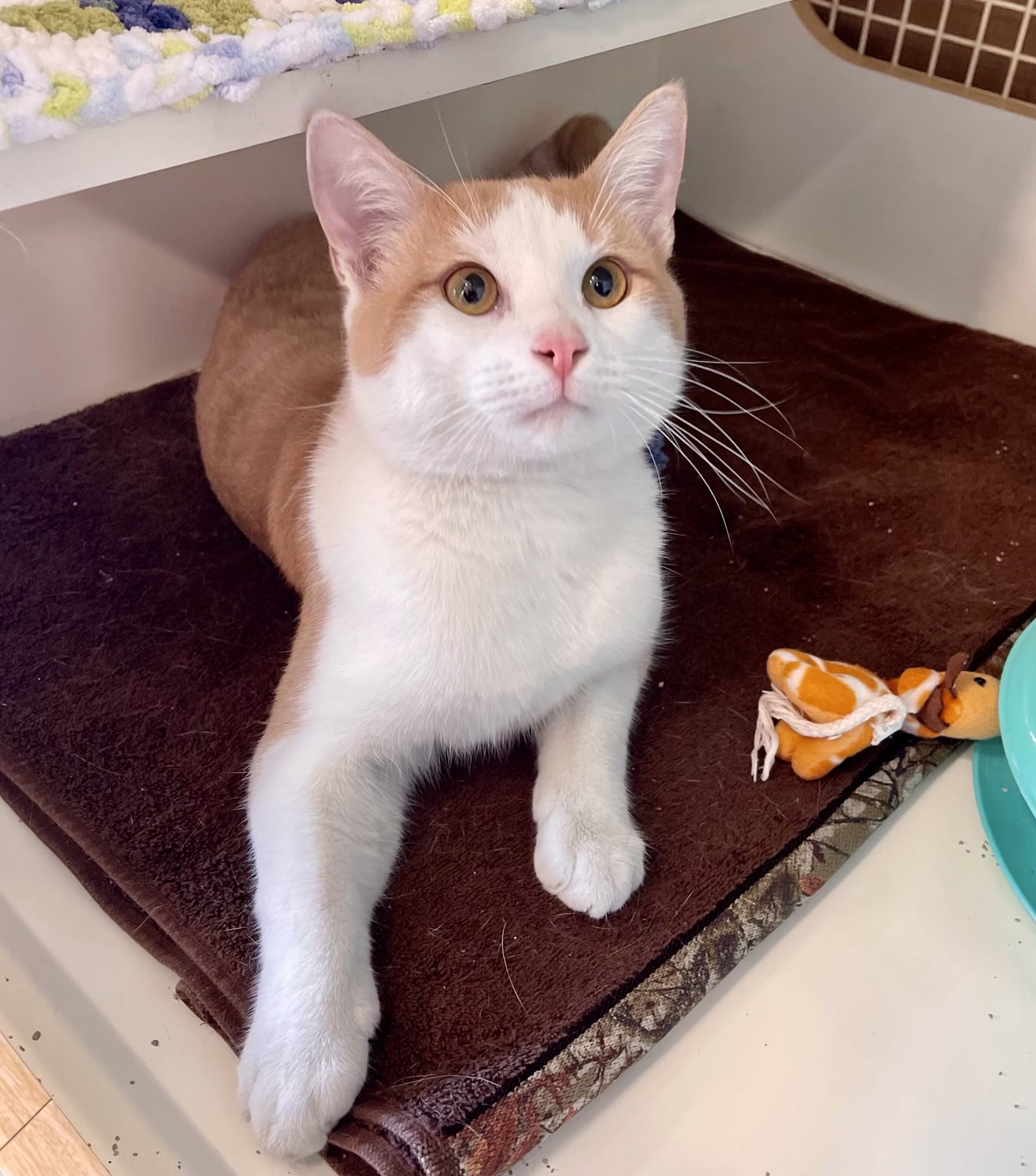 Cats for Adoption in Forney, Texas Alpha Paw