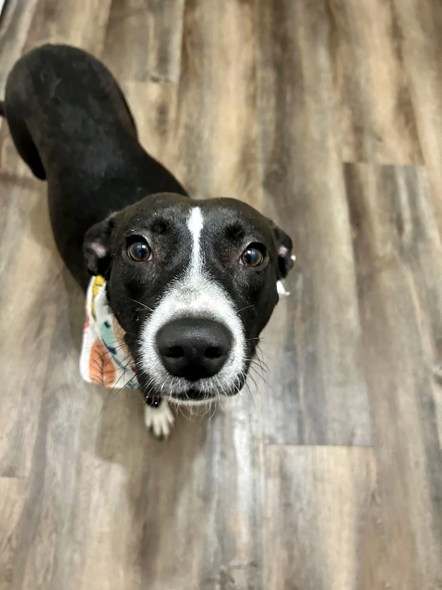 Dog for Adoption Molly, a Labrador Retriever in Mabank, TX Alpha Paw