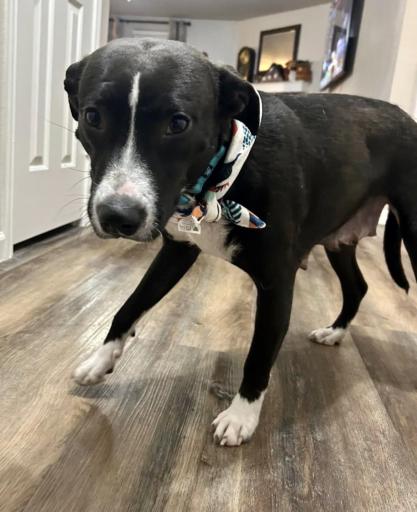 Dog for Adoption Molly, a Labrador Retriever in Mabank, TX Alpha Paw