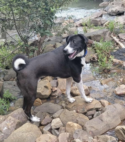picture of the dog needing adoption