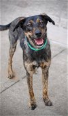 adoptable Dog in dallas, TX named Rosie