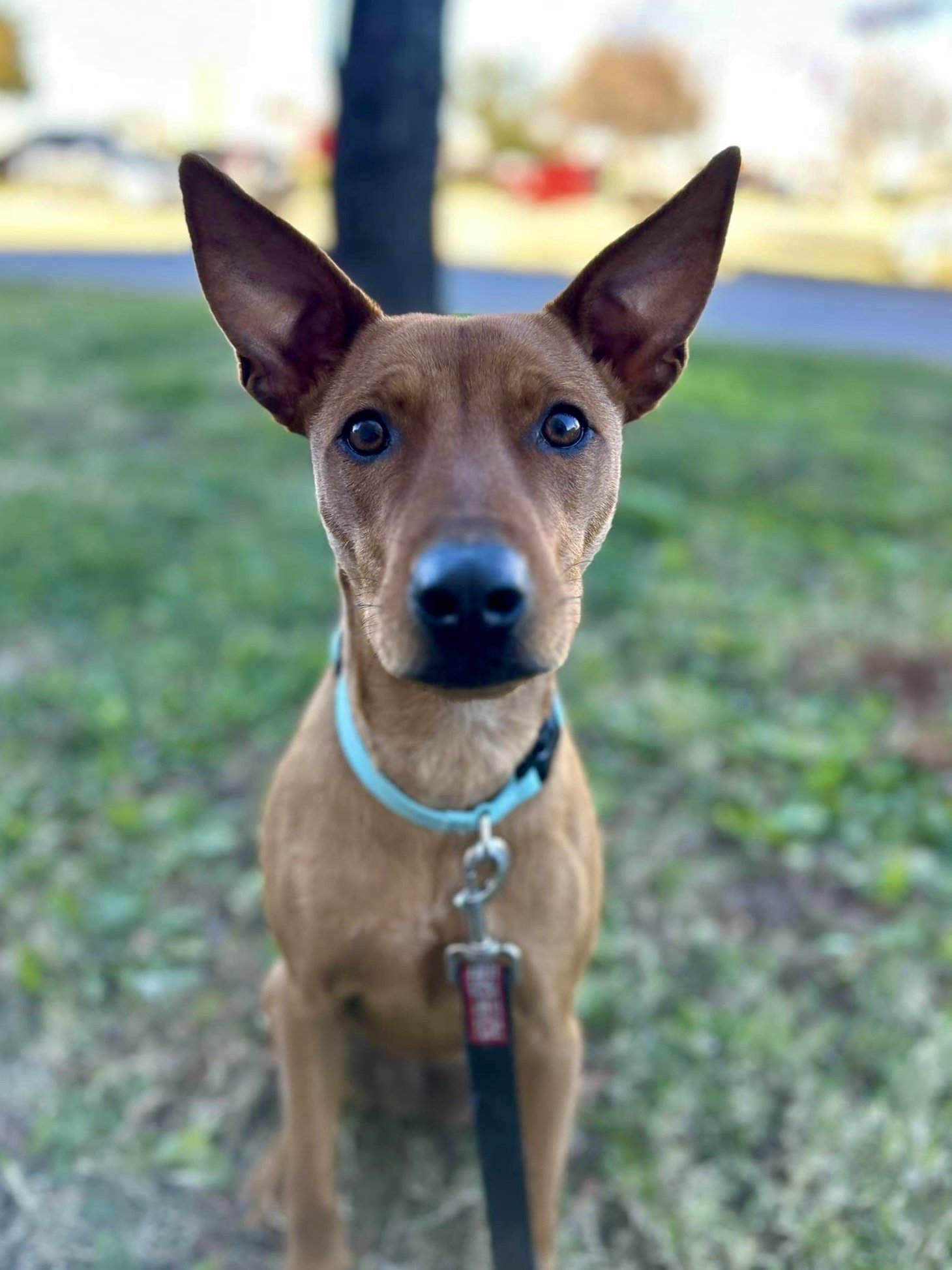 adoptable Dog in Dallas, TX named Jerry
