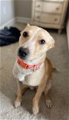 adoptable Dog in dallas, TX named Millie